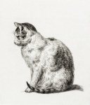 Pisic pisica vintage draguta