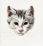Vintage bonito do gato gatinho