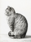 Pisic pisica vintage draguta