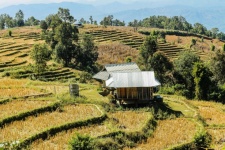 Landscape rice fields maejam chiangmai