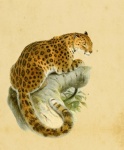 Леопард винтажный принт