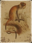 Vintage Print Monkey