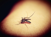Mücke saugt Blut