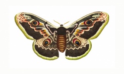 Papillon papillon Vintage