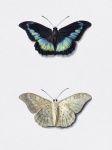 Papillon papillon Vintage