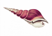 Sztuka vintage ślimaka muszli