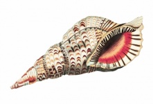 Art vintage de coquille d'escargot