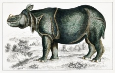 Rinoceronte Animale selvatico India Vint