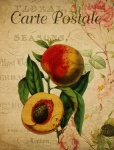 Nectarine Vintage French Postcard