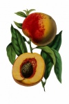 Nectarine Vintage Painting Clipart