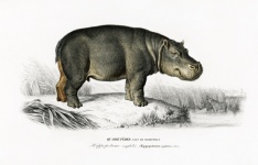 Hipopotam dzikie zwierzę Afryka vintage