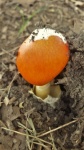 Oranje Amanita Mushroom Close-up