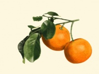 Vintage de frutas de frutas laranja