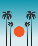 Palm Tropikalny Zachód Słońca