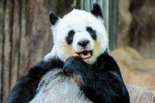 熊猫在泰国清迈动物园