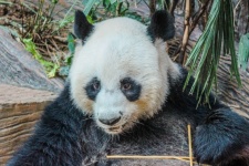 Panda en el zoológico de Chiang Mai, Tai