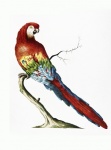 Pappagallo cacatua macaw vintage