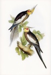 Papoušek papoušek kakadu umění