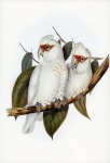 Papegaai kaketoe vogel vintage