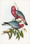 Papoušek kakadu pták vinobraní