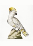 Papegaai kaketoe vogel vintage