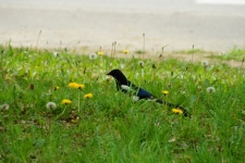 Magpie On The Side Of The Road