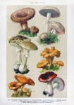 Funghi secolari vintage