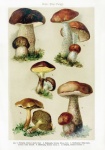 Cogumelos século vintage antigo