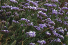 Purple Statice Flowers Background