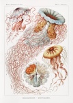 Medusa arrecife de peces vintage