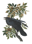 Raven on Tree Branch