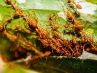 Červené mravenci