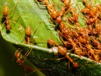 Červené mravenci