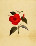Flor de hibisco rojo