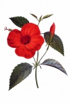 Rode Hibiscus bloem Clipart