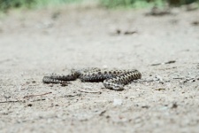 Reptil kryper på marken