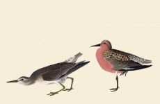 Sandpiper Birds Vintage Painting