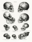 Vintage małpa ludzka czaszka
