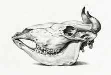 Cranio bestiame corna vintage