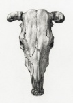Crâne de bovins cornes vintage