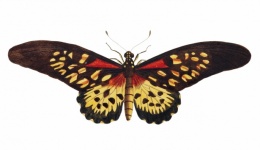 Mariposa borboleta traça vintage