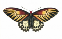 Бабочка моли мотылек винтаж