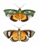 Schmetterling Motte Falter Vintage
