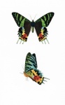 Mariposa borboleta traça vintage