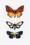 Schmetterling Motte Falter Vintage