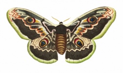 Бабочка моли мотылек винтаж