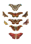 Butterfly moth moth vintage