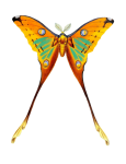 Mariposa polilla vintage parentescos