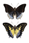 Butterfly moth vintage art