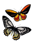 Artă vintage de molie fluture